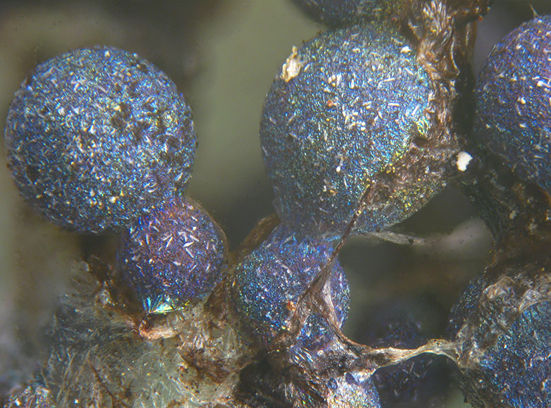 Lamproderma pulveratum